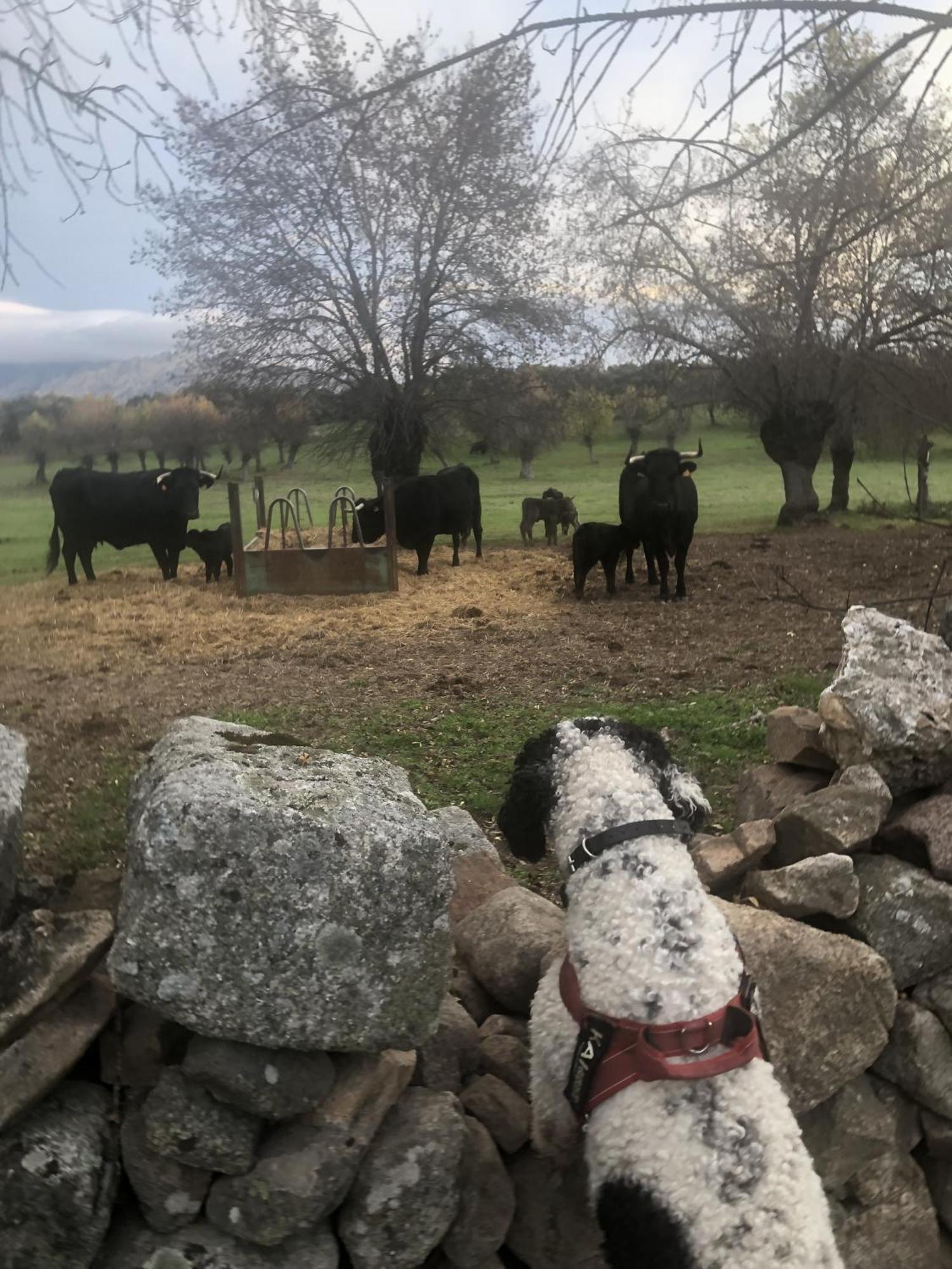 Alojamiento Rural El Petirrojo Cerceda  Buitenkant foto